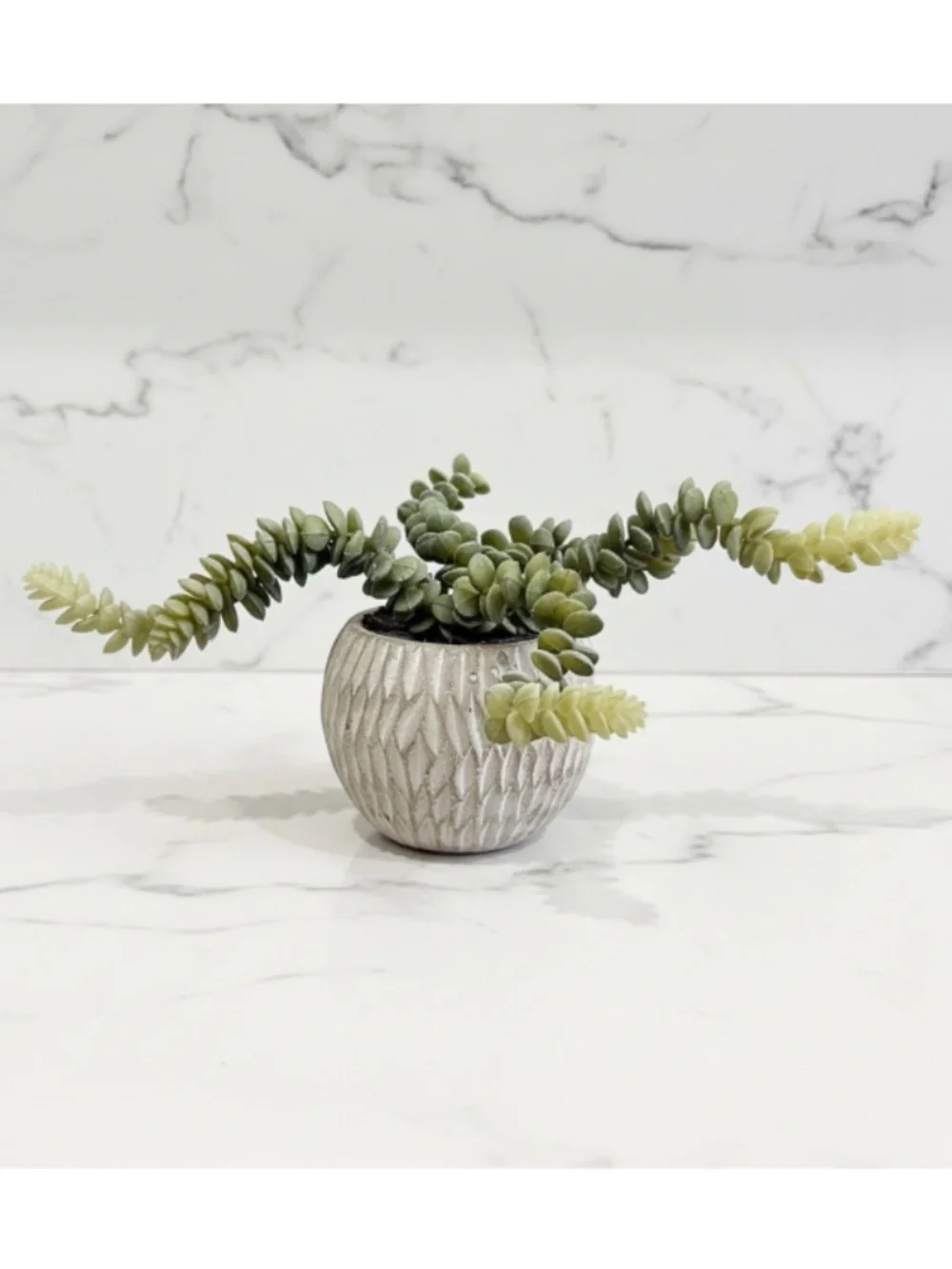 Potted Faux Burro's Tail Succulent